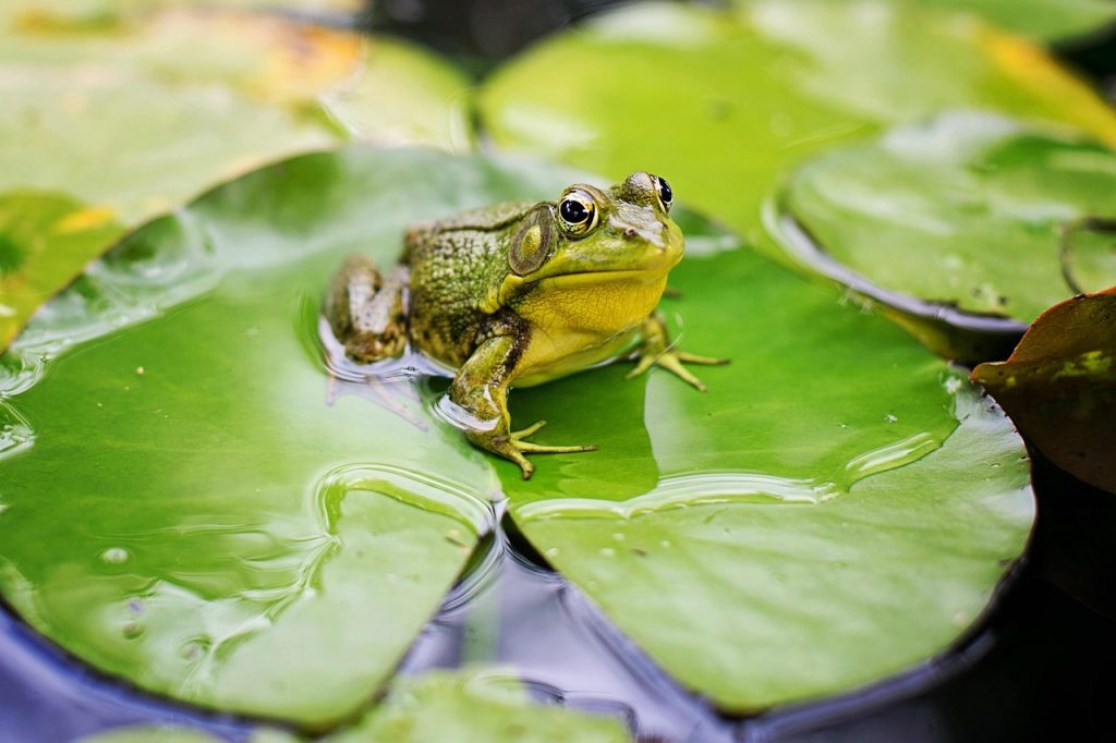 A frog on a lily pad